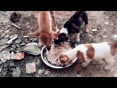 puppy#❤❤#animals #short #youtube  #dog lovers #dog #shorts #help #viral #shortvideo #like #subscribe