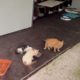 the new stray ginger cat 🐈. - Takis Shelter