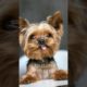 top 10 cutest puppies 😇.#dogs #trending #shorts #viral #subscribe #funny #video #like #shihtzu
