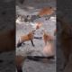 very funny and cute animals compilation/😂😂😂😂😂😂😂/ #short