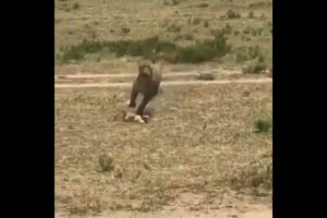 warthog saves her baby from leopard | #shorts #facts #animals
