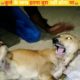 कुत्ते 🐕 के साथ बहुत बुरा हुआ😭| dog rescue | animal rescue| Emotional video|Emotional shorts #shorts