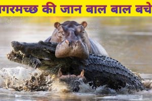 जानवरों की सबसे खतरनाक लड़ाइयां|Hippo VS Crocodile|Most Dangerous Animal Fights@WildGravityOfficial