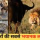 जानवरों की सबसे खतरनाक लड़ाई | 10 Most Dangerous Wild Animal Fights