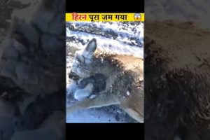 ठंड में जम गया 😱| Animals Rescue | Indian Moments #short
