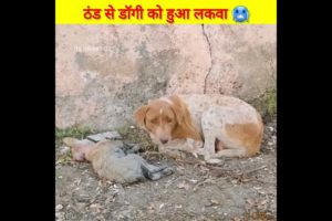 ठंड से डॉगी हुआ बिमार 😢 respect  #shorts #viralshorts #rescue