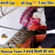 बेचारी Cat 🐈 को Dog 🐕 ने काट लिया। #shorts #animals #animallover #pets #ytshorts #dog #cat #factcam