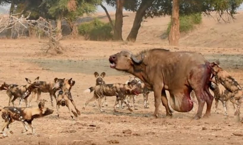 भैंस को मिली बुरी मौत | Most Amazing Moments Of Wild Animal Fight The Best Of Animal Attack 2023