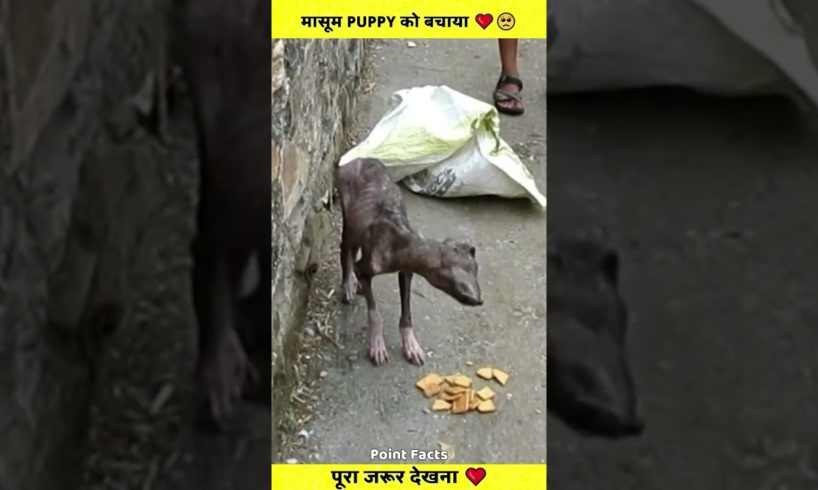 मासूम Puppy को बचाया ❤️🥺 Animal Rescue #Shorts #ytshorts