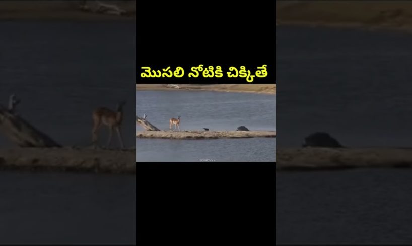 మొసలి నోటికి చిక్కితే|crocodile attack on deer|wild animal attack part 3|@JanardhanFactsTelugu