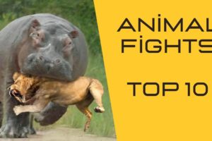 10 CRAZIEST Animal Fights Caught On Camera