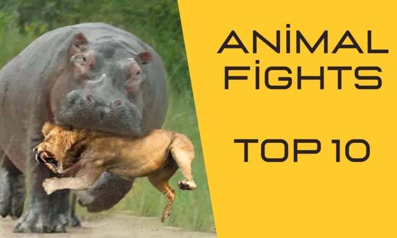 10 CRAZIEST Animal Fights Caught On Camera