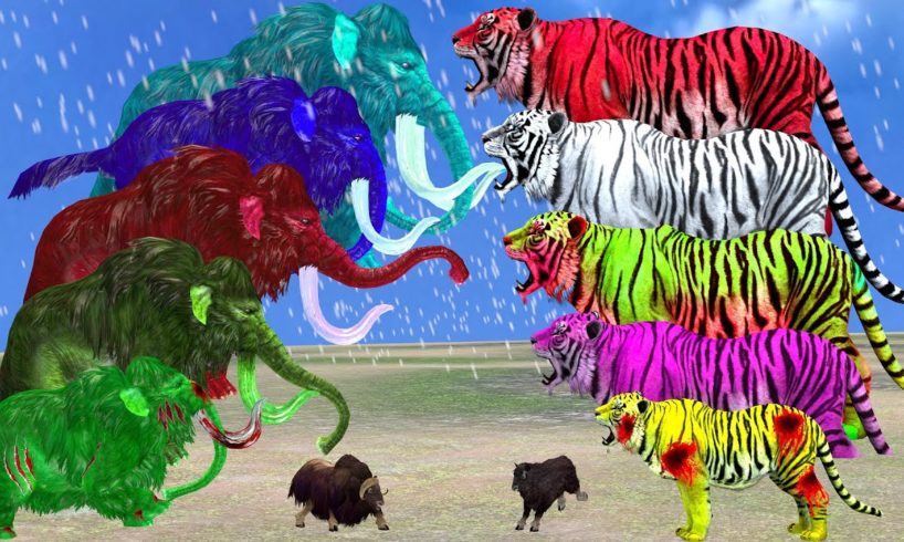10 Colorful Zombie Tiger Vs MuskCow Saved Life By Woolly Mammoth Elephant Epic Animal Fights Videos