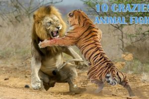 10 Craziest Animal Fights in the Animal Kingdom   │ The Animal Planet
