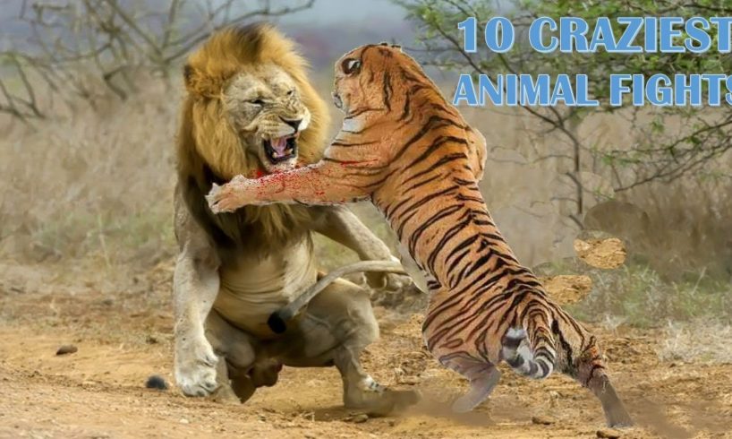10 Craziest Animal Fights in the Animal Kingdom   │ The Animal Planet