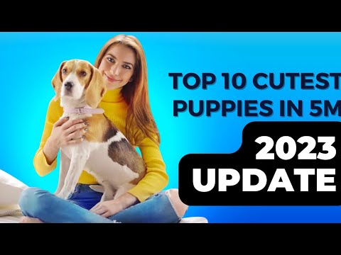 10 DOG BREEDS THAT HAVE THE CUTEST PUPPIES 2023