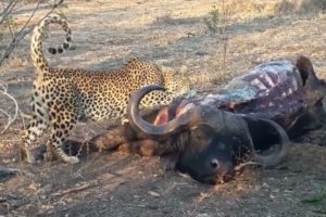 10 Most Cruel Animal Fights Ever Documented! Survival of predator and prey. Wild Animal Documentary.