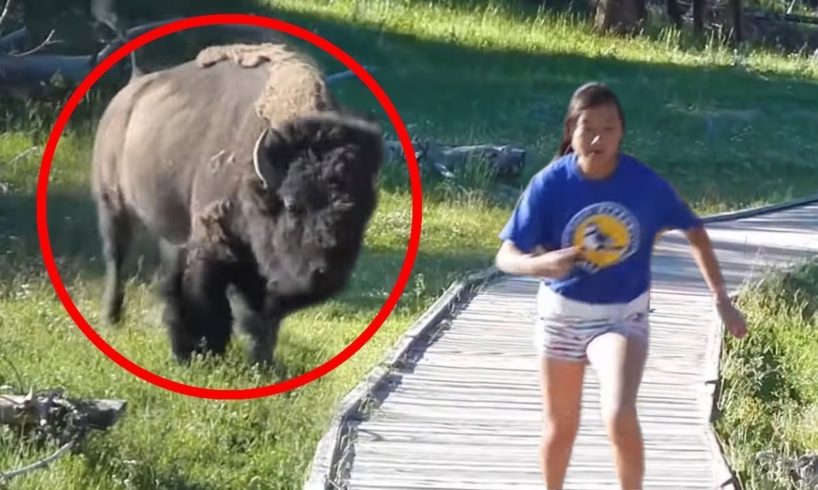 15 Scariest Bison Encounters of The Year