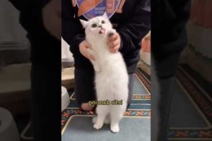 Best Funny 😂 Cat Videos of 2023 🤣 🤣 #shorts #animals #cat #dog #cutecat