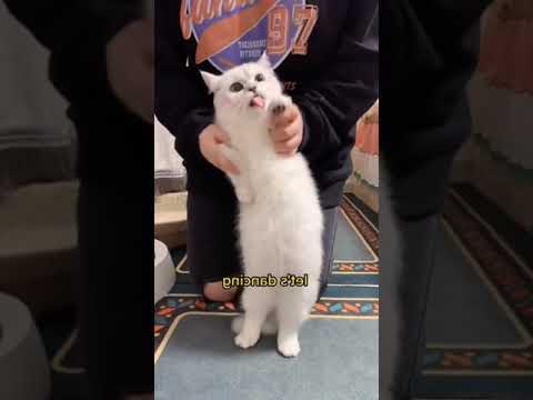 Best Funny 😂 Cat Videos of 2023 🤣 🤣 #shorts #animals #cat #dog #cutecat