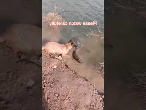 Best Funny 😂 Animal Videos of 2023 🤣 🤣 #shorts #animals #cat #dog #funny