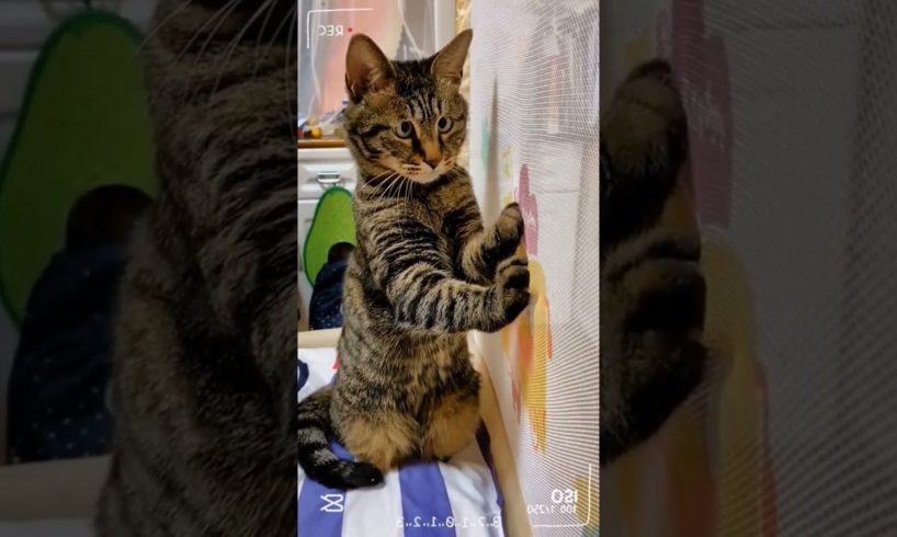 Best 😂Funny Cute🥰 animal 🤣 🤣videos of 2023 #shorts #animals #cat #dog #funny