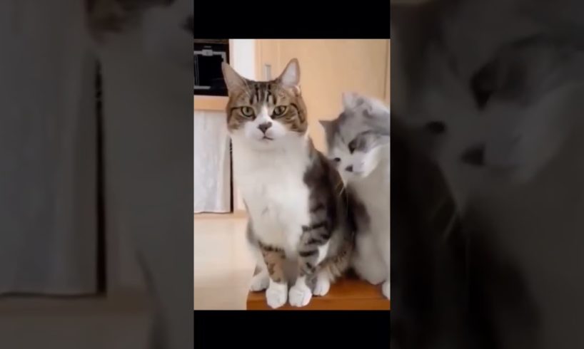 Best 😂Funny Cute🥰 animal 🤣 🤣videos of 2023 #shorts #animals #cat #dog #funny