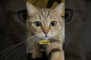 Best Funny 😂 Cat Videos of 2023 🤣 🤣 #shorts #animals #cat #dog #cutecat