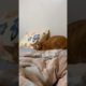 Best 😂Funny Cute🥰 animal 🤣 🤣videos of 2023 #shorts #animals #cat #dog #funny