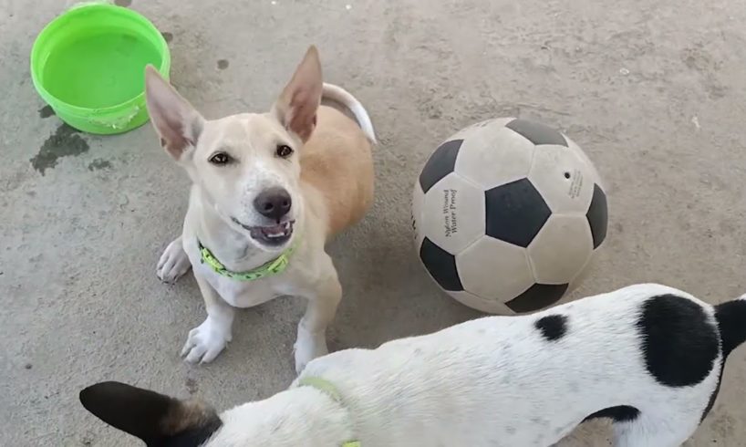 Cutest Puppies Playing on rooftop | Puppies Rooftop | Episode 08