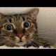 Funny animals - Funny cats / dogs - Funny animal videos 261