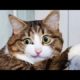 Funny animals - Funny cats / dogs - Funny animal videos 267