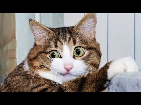 Funny animals - Funny cats / dogs - Funny animal videos 267