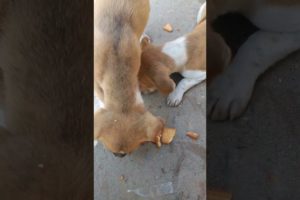 Feeding Hungry Stray Dog😔🙂Street Dogs Happiness 😇  #shorts #dog