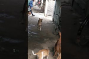 Feeding Hungry Stray Dog😔🙂Street Dogs Happiness 😇  #shorts #dog