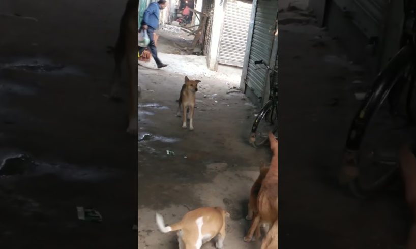 Feeding Hungry Stray Dog😔🙂Street Dogs Happiness 😇 #shorts #dog