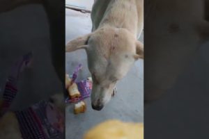 Feeding Hungry Stray Dog😔🙂Street Dogs Happiness 😇  #shorts #dog