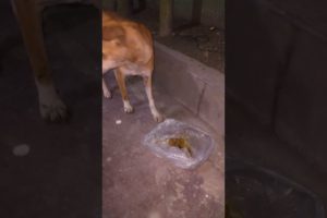 Feeding Hungry Stray Dog😔🙂Street Dogs Happiness 😇 #shorts #dog