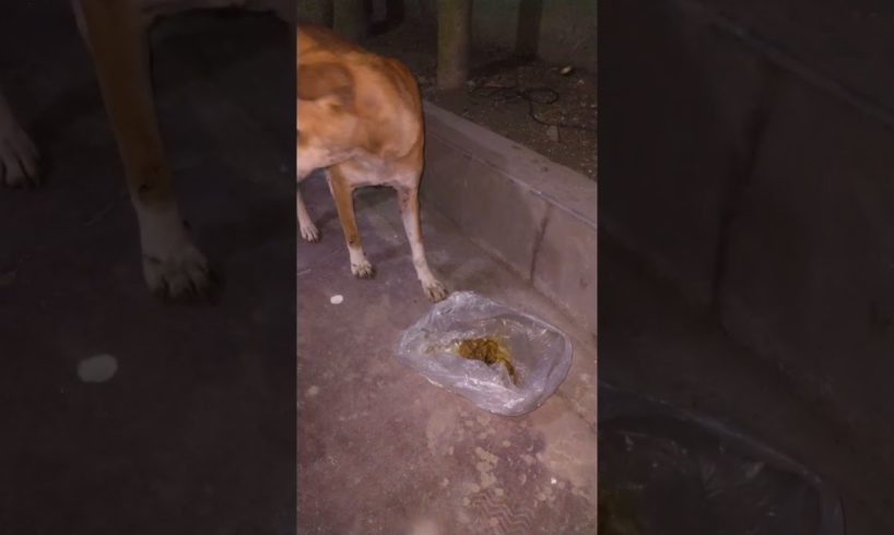 Feeding Hungry Stray Dog😔🙂Street Dogs Happiness 😇 #shorts #dog