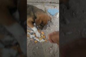 Feeding Hungry Stray Dog😔🙂Street Dogs Happiness 😇 #shorts #dog