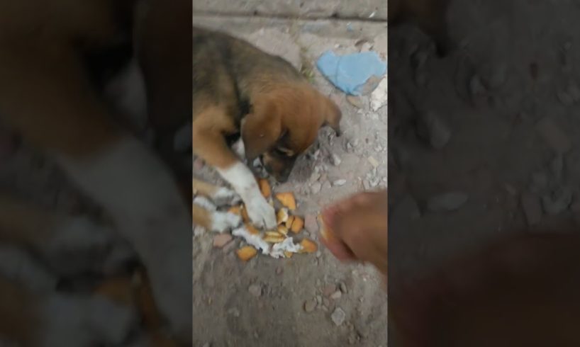 Feeding Hungry Stray Dog😔🙂Street Dogs Happiness 😇 #shorts #dog