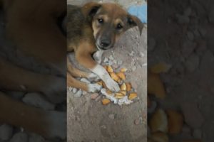 Feeding Hungry Stray Dog😔🙂Street Dogs Happiness 😇 #shorts #dog