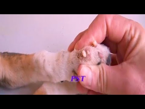 Removing Monster Mango worms From Helpless Dog! Animal Rescue Video 2022