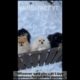 Cute baby animals Videos Compilation cutest moment of the animals - Cutest Puppies #shorts
