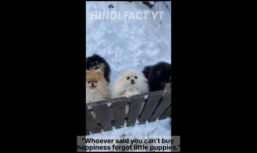 Cute baby animals Videos Compilation cutest moment of the animals - Cutest Puppies #shorts