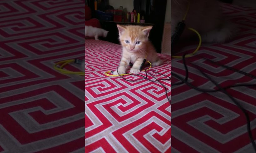 Funniest Cat Videos Best Of The 2023 ๐พ #shorts #animals #cat #dog #pets#monkeys ๐๐๐คญ #shorts
