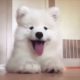 Cute baby animals Videos Compilation cutest moment of the animals   Cutest Puppies #2