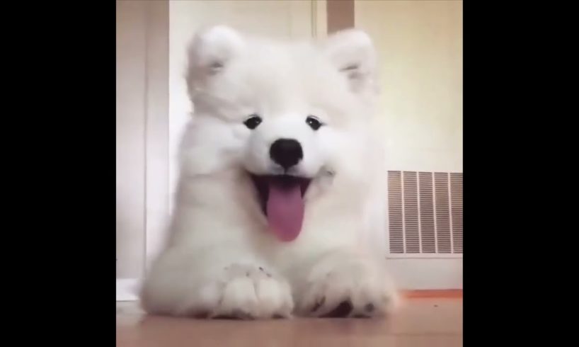 Cute baby animals Videos Compilation cutest moment of the animals Cutest Puppies #2