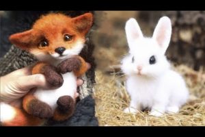 Cute baby animals Videos Compilation cute moment of the animals #19 Cutest Animals 2022