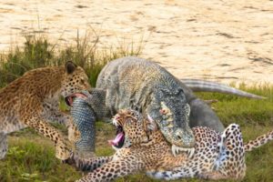 20 Craziest Animal Fights of All Time 2023